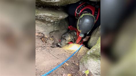 Rescuers descended into a deep cave to rescue a trapped dog – then they found a bear